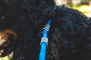 Ruffwear Just-a-Cinch Leash Blue Pool
